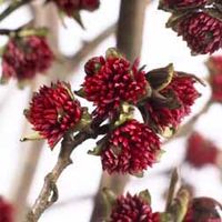 Parrotia persica Persian Ironwood - 2 plants in 3 litre pots