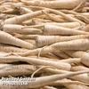 Parsnip 