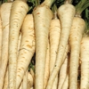 Parsnip 