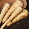 Parsnip 