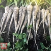 Parsnip 