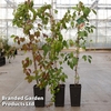 Parthenocissus tricuspidata 