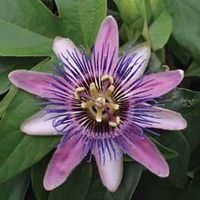 Passiflora violacea Perfume Passion - 1 plug plant