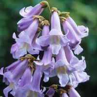 Paulownia tomentosa Empress Tree - 2 plants in 3 litre pots