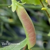 Pea 