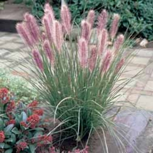 Pennisetum alopecuroides - 3 plants in 9cm pots