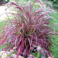 Pennisetum setaceum 