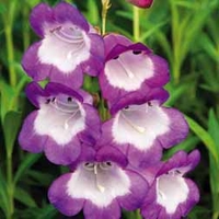 Penstemon Czar - 5 plug plants