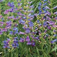 Penstemon Summer Bluebell - 48 plug plants
