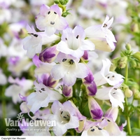 Penstemon 