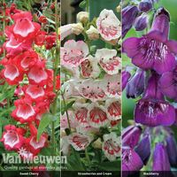 Penstemon 