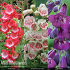 Penstemon 