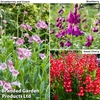 Penstemon 