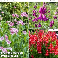 Penstemon 