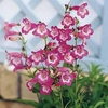 Penstemon 
