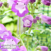 Penstemon 