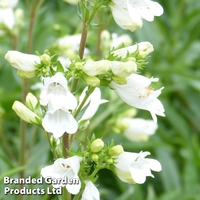 Penstemon 