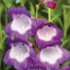 Penstemon 
