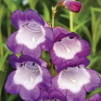 Penstemon 
