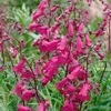 Penstemon 
