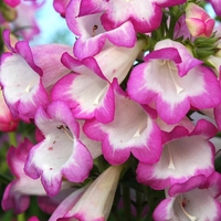 Penstemon 