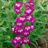 Penstemon 