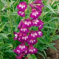 Penstemon 