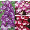 Penstemon 