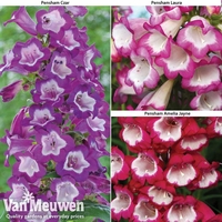 Penstemon 