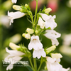 Penstemon 