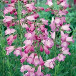 Penstemon 