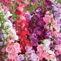 Penstemon 