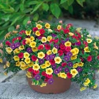 Petunia Celebration Lemon - 4 plug plants