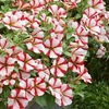 Petunia Crazytunia Cherry Cheesecake - 5 plug plants