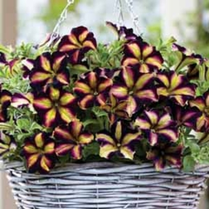 Petunia Crazytunia Pulse - 5 plug plants