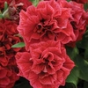 Petunia Double Tumbelina Inga (Trailing) - 5 plug plants