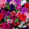 Petunia Fanfare™ Mixed - 20 plants