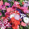 Petunia Frenzy Mix (Garden ready) - 42 garden-ready plug plants