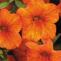 Petunia Million Bells Crackling Fire (Trailing) - 10 plug plants