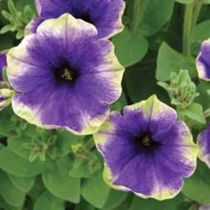 Petunia Moonlight Eclipse - 5 plug plants