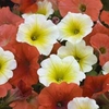 Petunia Oranges and Lemons - 10 plug plants