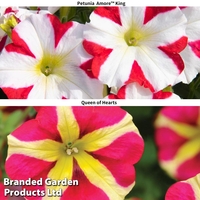 Petunia 