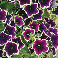 Petunia 