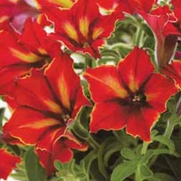 Petunia 