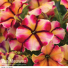 Petunia 