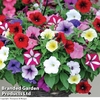 Petunia 