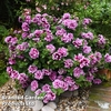 Petunia 