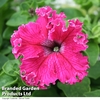 Petunia 