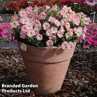 Petunia hybrida 