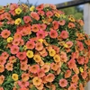 Petunia 